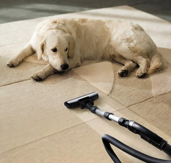 A steam cleaner on a partially cleaned floor beside a dog
