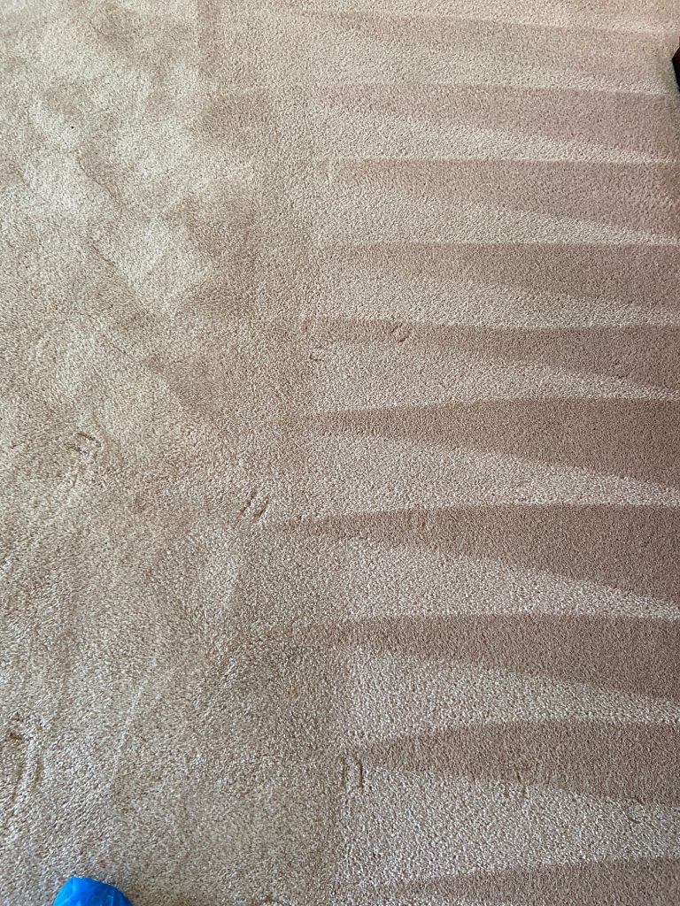 A clean carpet after using professional carpet cleaning services, available in Warren, Sterling Heights, Clinton Township, & Macomb Township.