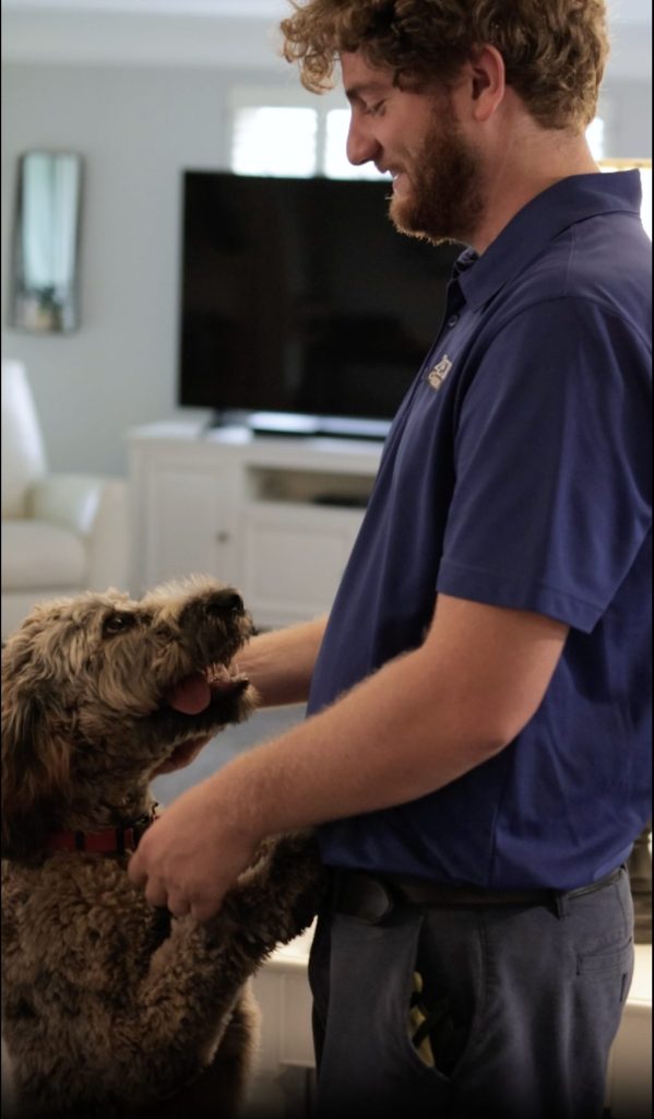 Zeppelin professional carpet cleaner with dog. Zeppelin will get rid of the pet stains in your carpet or rugs.