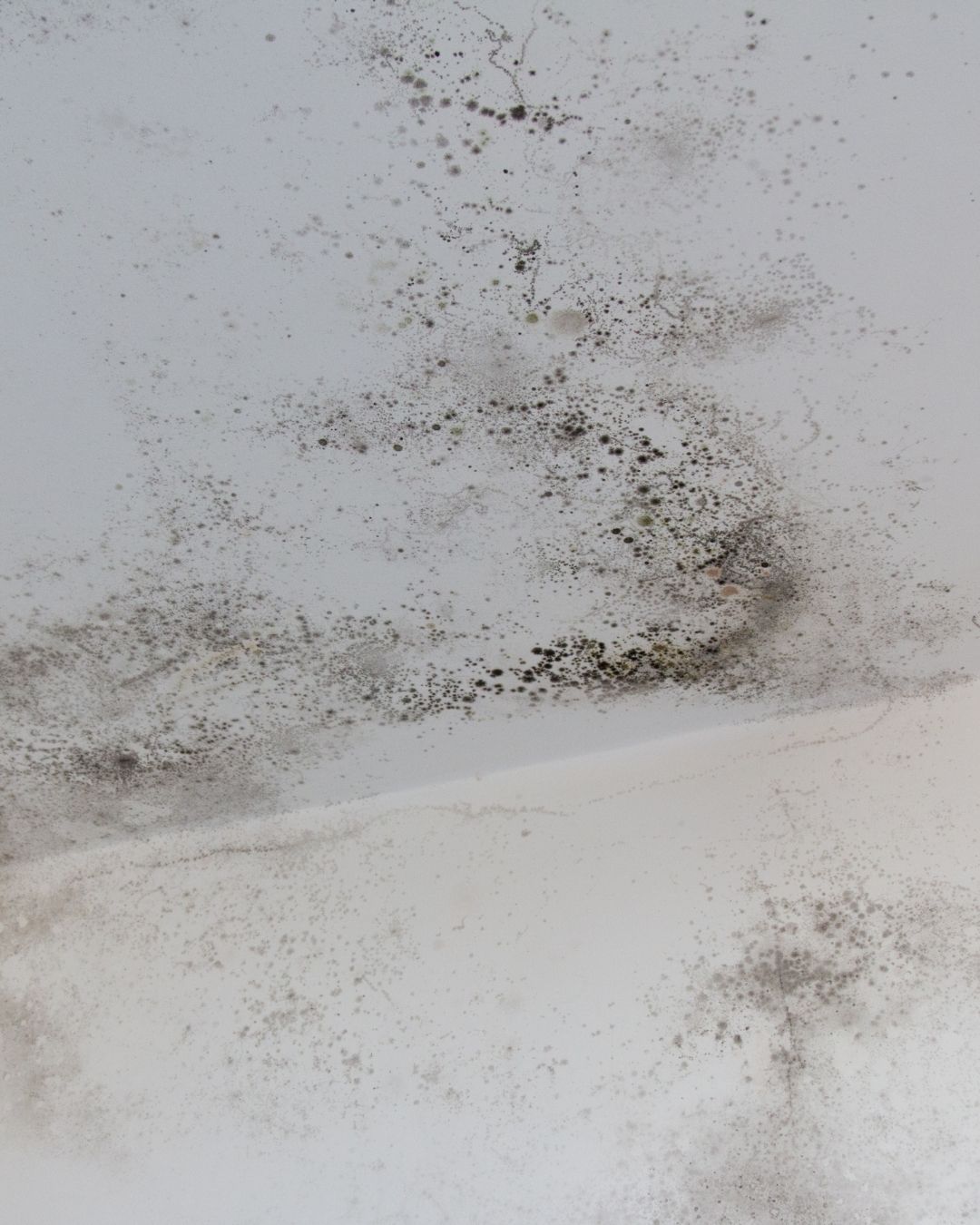 The Dust in Your Furnace Is a Breeding Ground for Mold