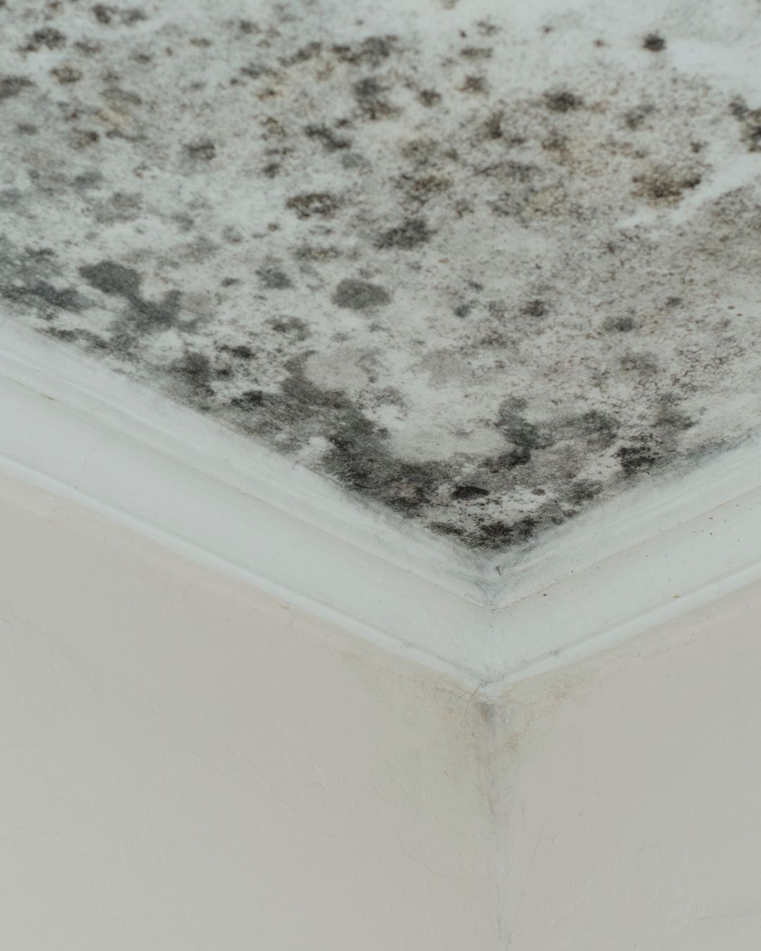 Black Mold (Stachybotrys) and Other Common Indoor Molds