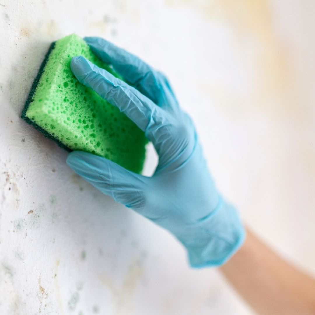 Why DIY Mold Cleanups Almost Always Fail – And What Professionals Do Differently